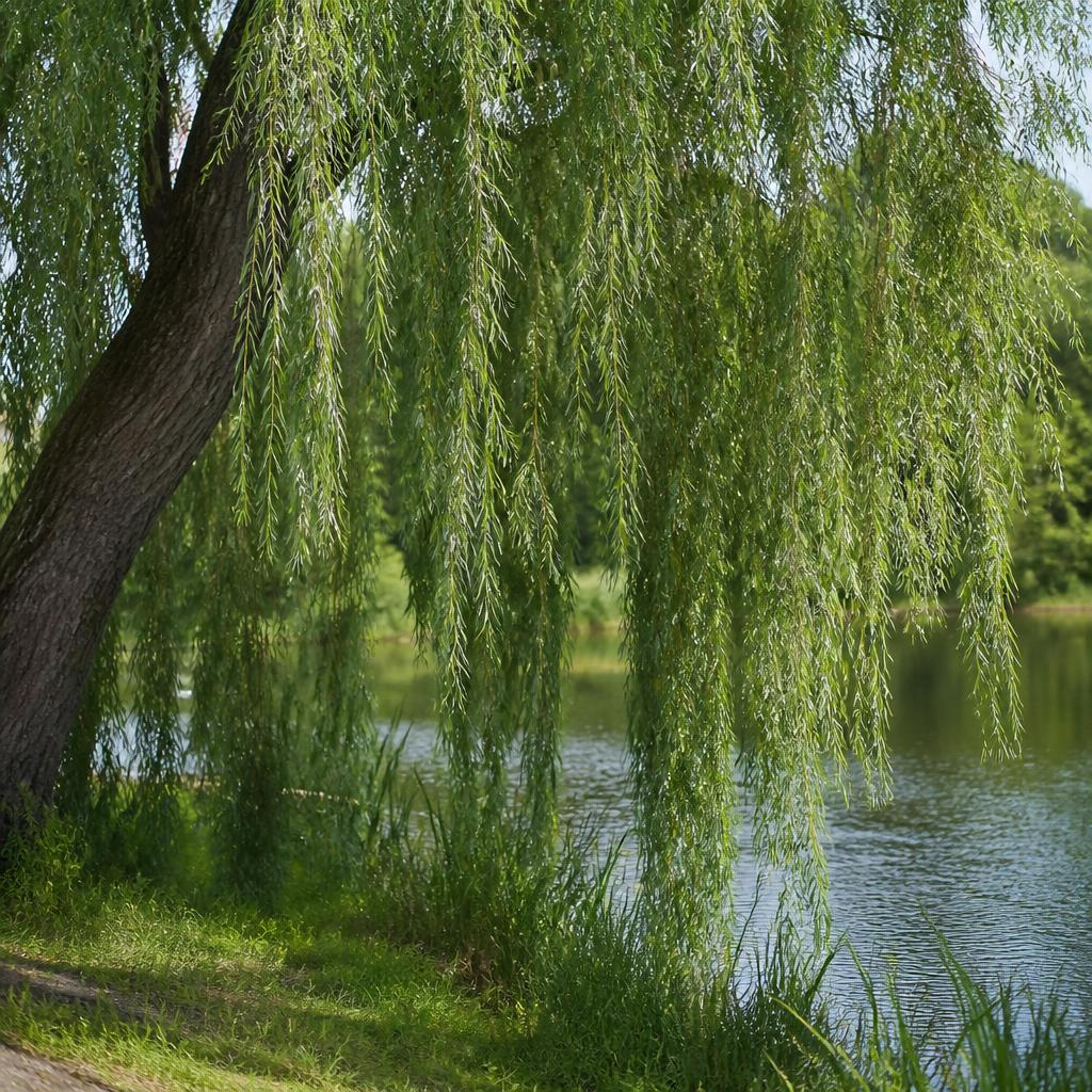 Pil (pilhäck) (Salix spp.) i etablerad trädgård